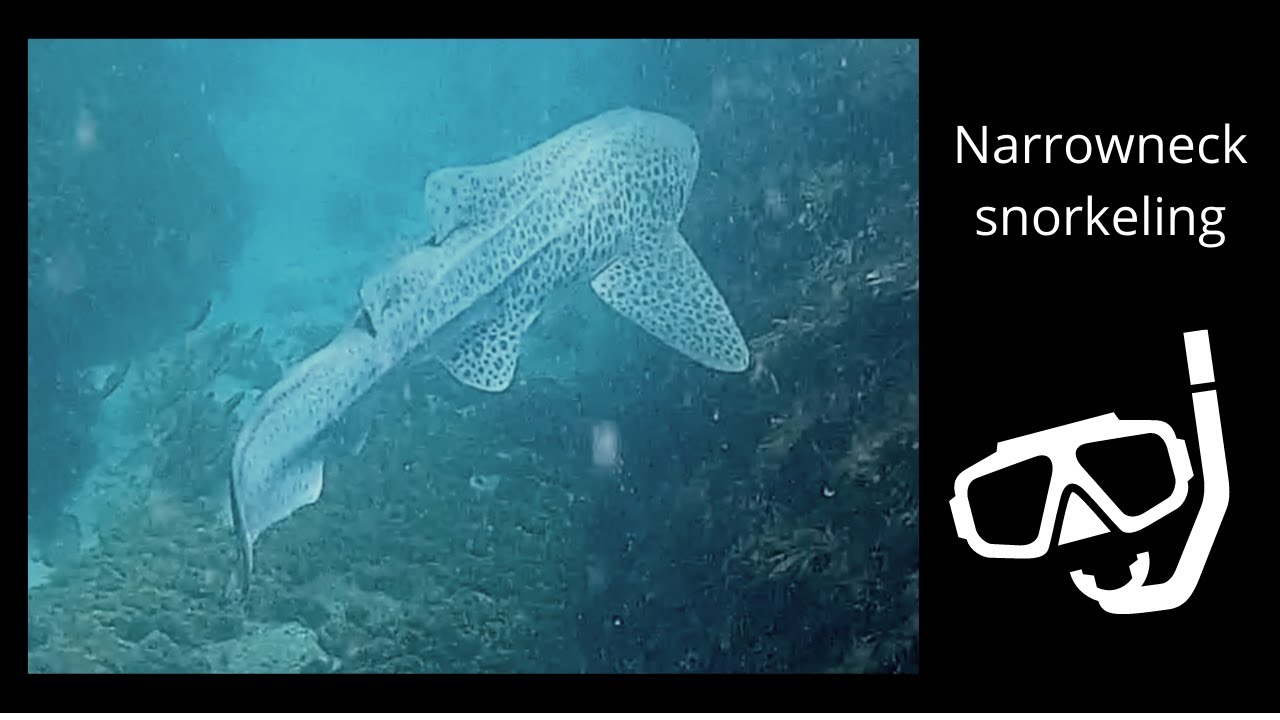Snorkeling Narrowneck Reef Gold Coast