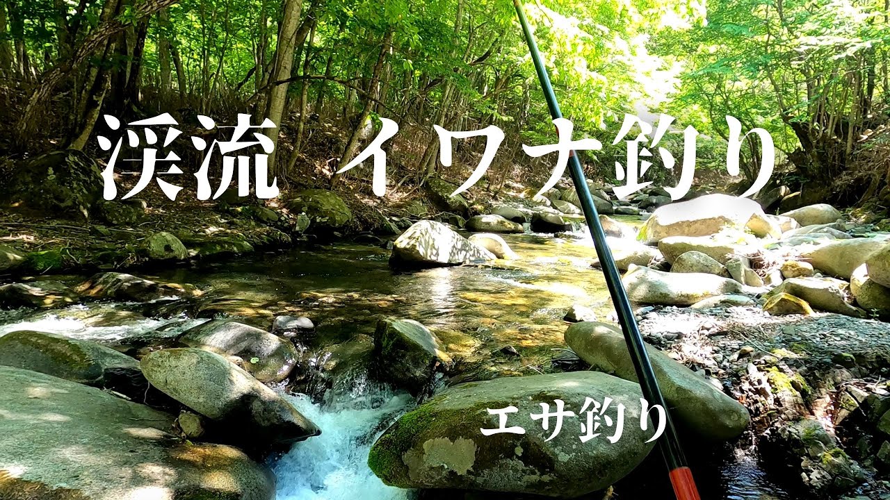 梅雨入り前 渓流 イワナ釣り【エサ釣り】2022