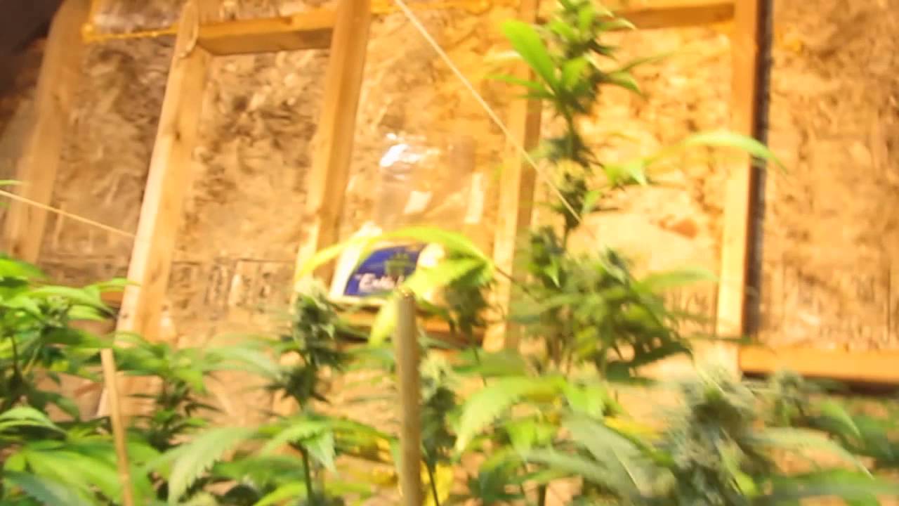 Bio-bud update at like day 9