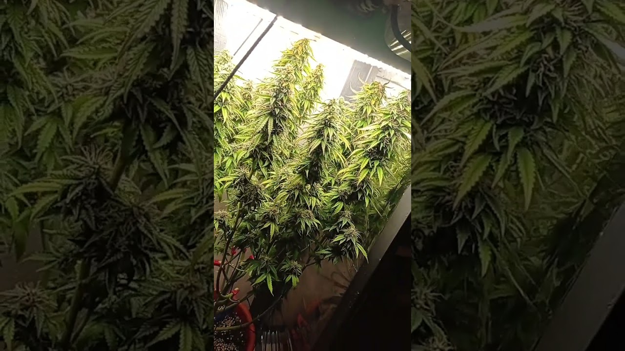 Grapefruit&times;Bubbelgum Auto Tag 87 #Lst #getoppt #Haverst day coming