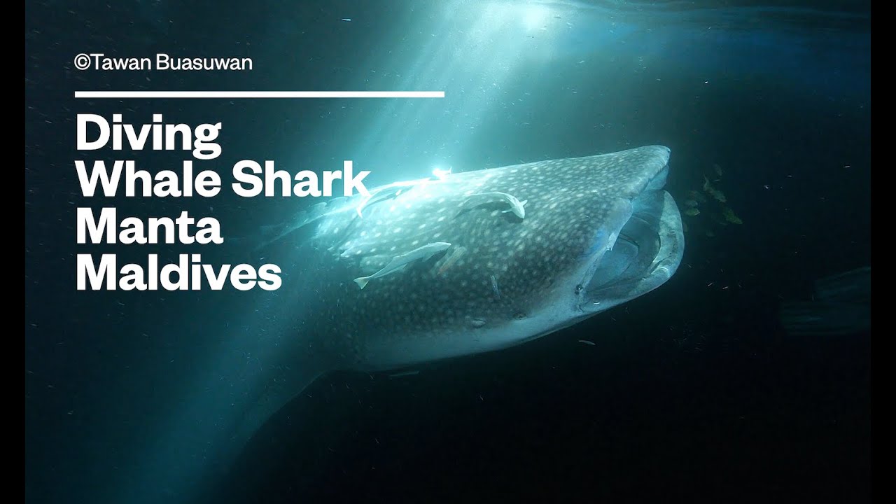 WhaleShark Hanifaru Maldives