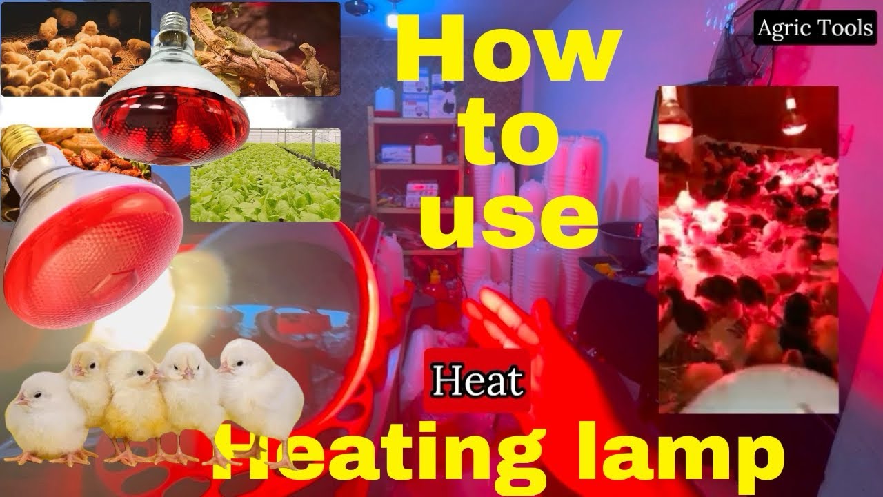 Infrared Heat Bulb for Animals: Tips for Keeping Your Pets Warm: Poultry farms operations