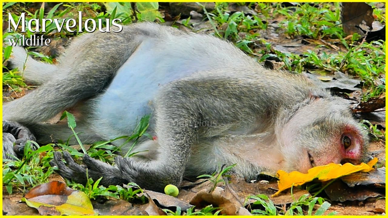 So p!tyy...! Old Jane​ seems to be u/nmovedd during slept on the earth. NGO, please s@ve her