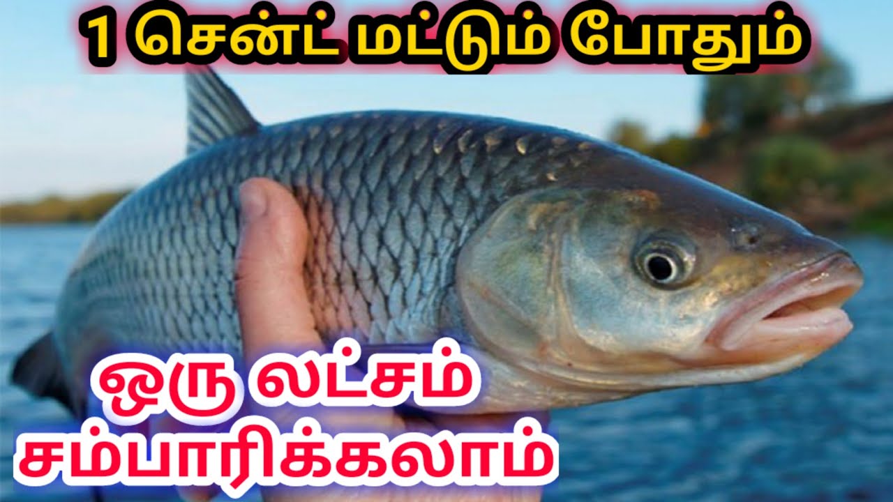 biofloc fish farming tamil | பயோபிளாக் மீன் பண்னை | biofloc training | Namma MKG