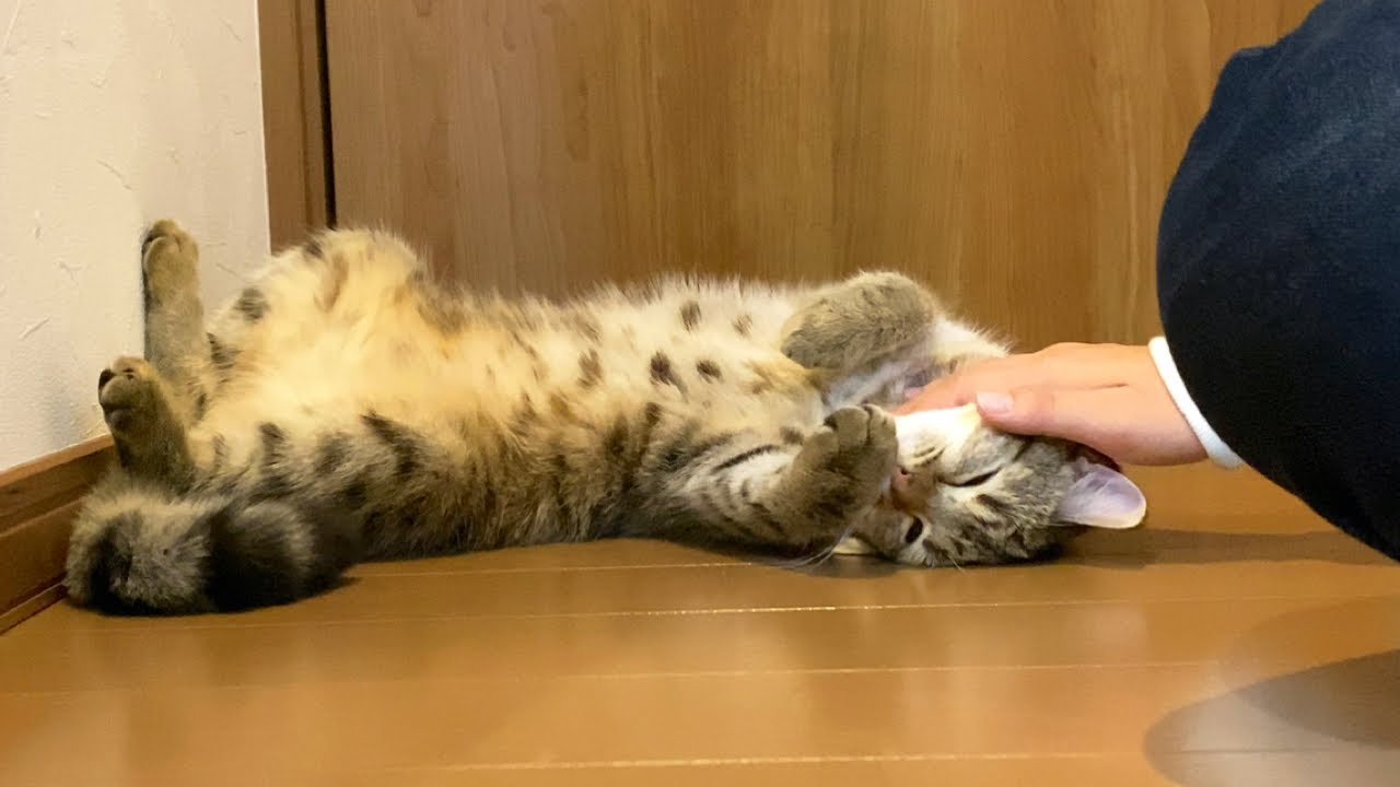 しまちゃんが２回目の発情期を迎えました…。