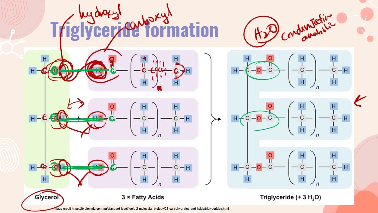 IB Biology HL B1.1 Lipids lecture