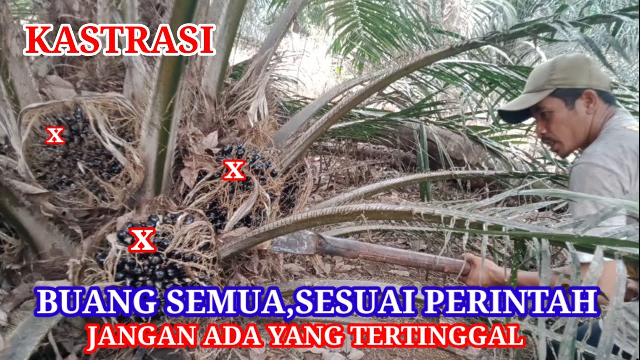KASTRASI ILMU DASAR MEMANEN SAWIT PAKAI DODOS@Panensawit14