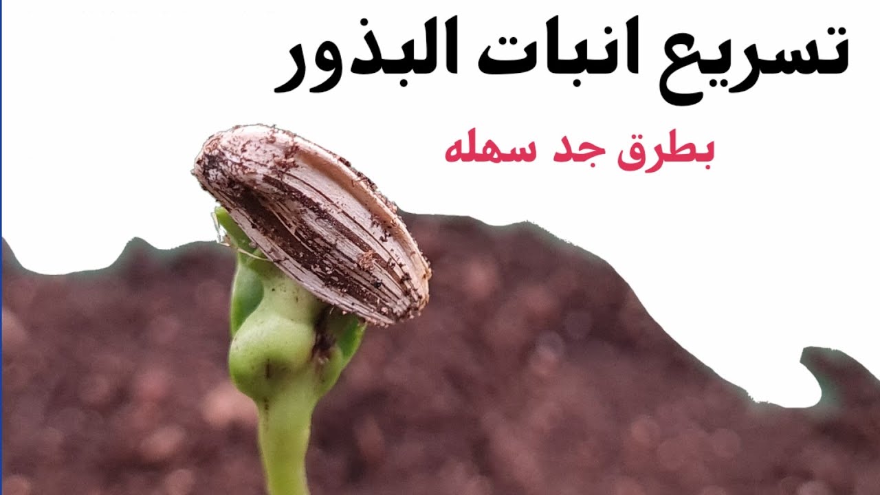 أسهل طرق انبات البذور بأسرع وقت، و كيف نحفز البذرة على نمو سريع