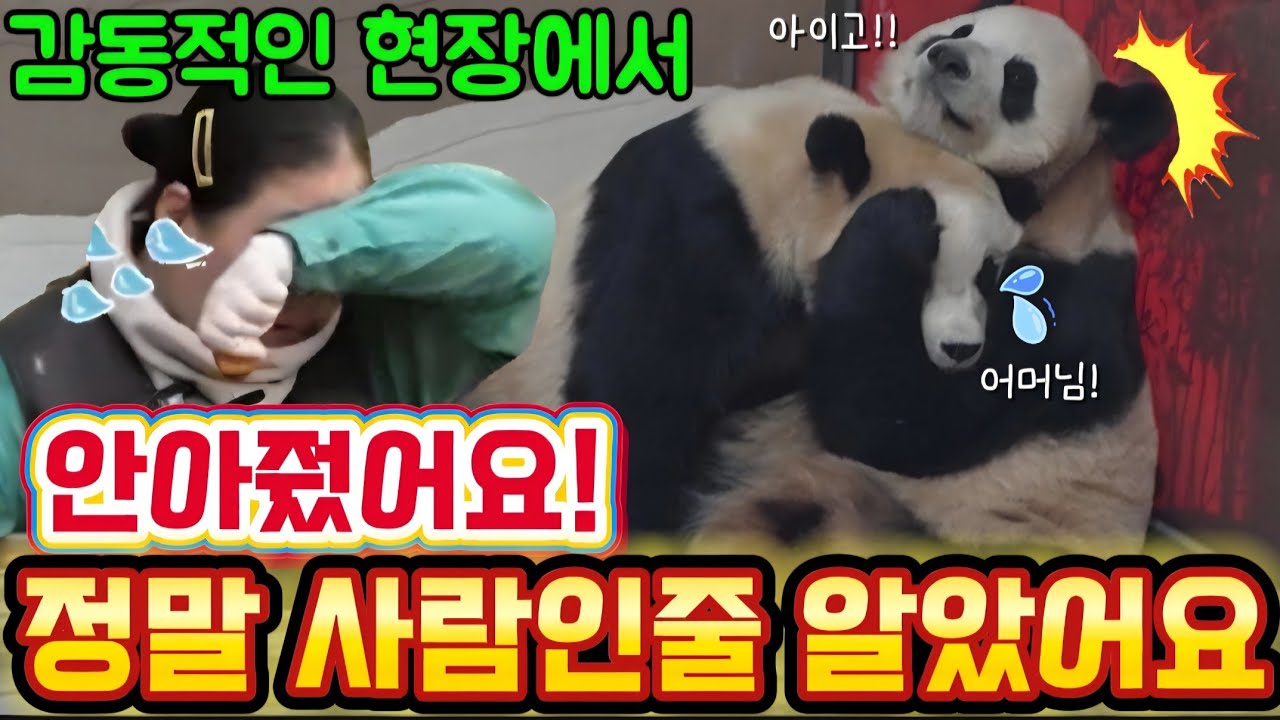 에버랜드 판다월드 2월 23일 맙소사 🤦 루이는 사람처럼 동생을 안아줬어요 감동적인 현장에..,