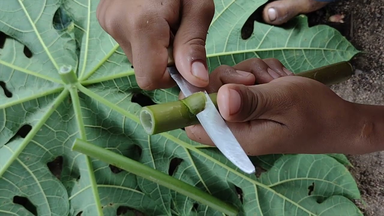 FLAUTINHA DE TALO DE MAMAO