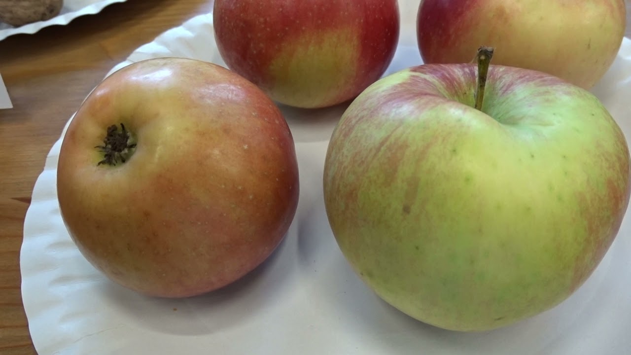 Malus domestica 'Idared'