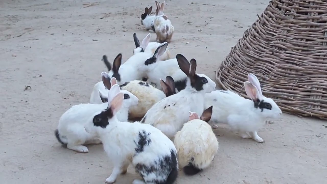 Rabbit Playing | Beautiful Rabbits | Rabbits New Video | Animals |#rabbitloverunit 