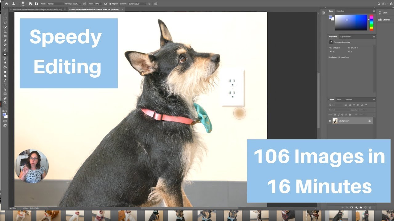 Speedy Editing of Shelter Dog Photos | 106 Images in 16 Minutes