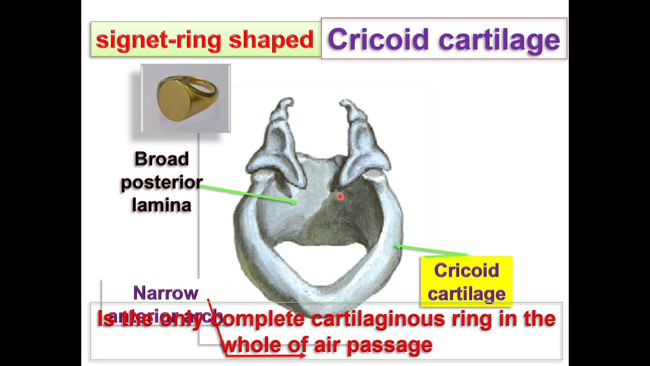 Anatomy of Larynx