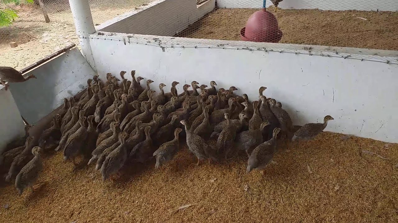 nosso lote de galinha da Angola.