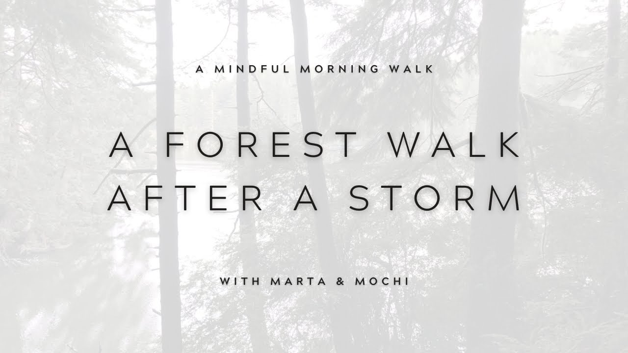 A Forest Walk After a Storm