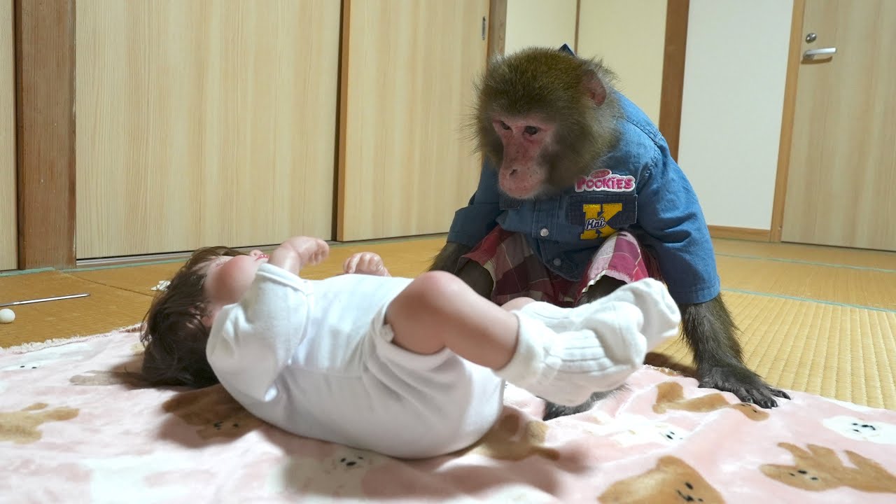 飼い主に自分より大切な隠し子がいることを知ってしまったお猿のカイくん