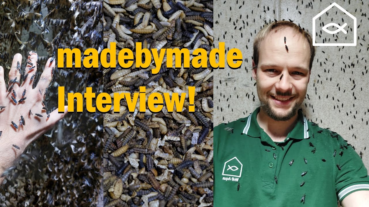 madebymade Interview! Produzent der Schwarzen Soldatenfliege, black soldier fly (Hermetia illucens)