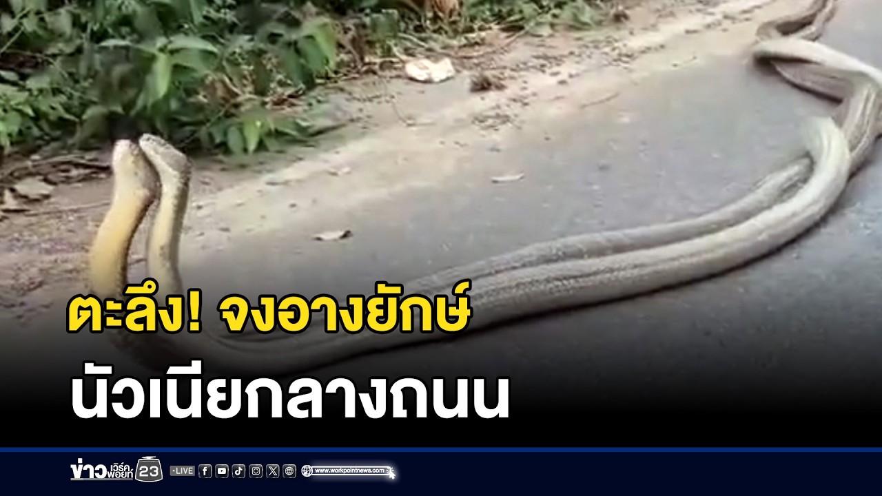 ตะลึง! จงอางยักษ์นัวเนียกลางถนน | ตลาดข่าว - ข่าวเช้าเวิร์คพอยท์ | 7 ก.พ. 69