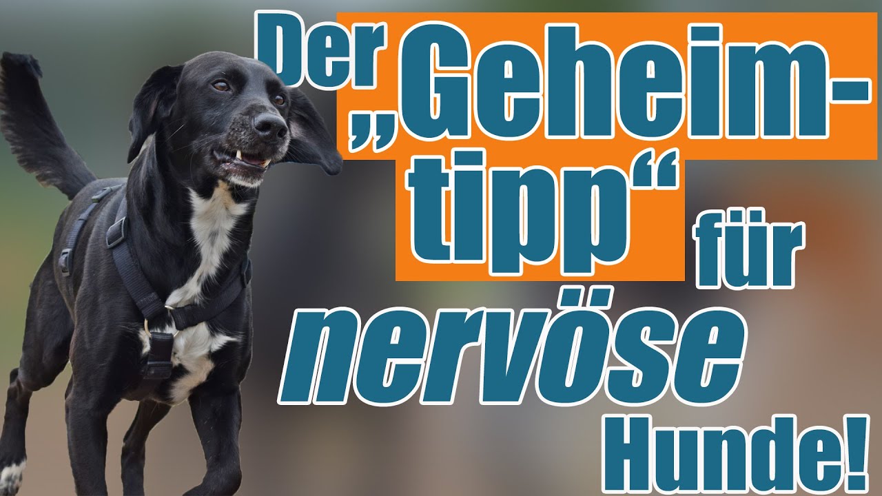 NERVÖSER Hund - so wird dein nervöser Hund ruhig! - Hundetrainer Steve Kaye
