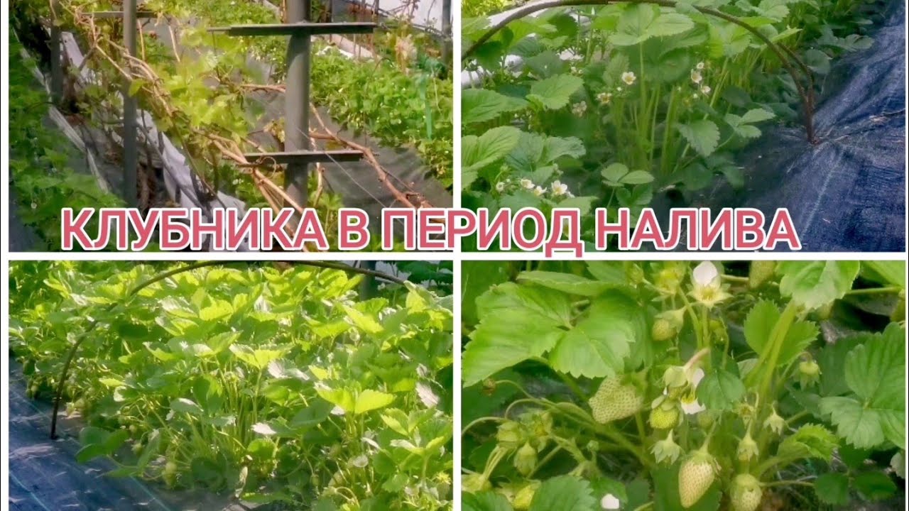 Чем кормить клубнику в период налива .Чем обработать клубнику от гнилей.
