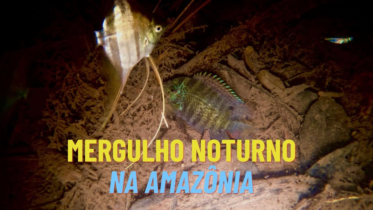Night diving in a tributary of the Tapajós River - Mergulho noturno em um afluente do Rio Tapajós
