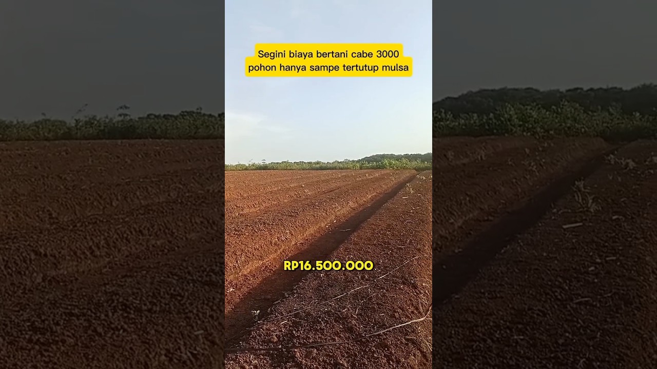 Biaya bertani cabe 3000 pohon baru sampe tutup mulsa #petanicabe #pertanian