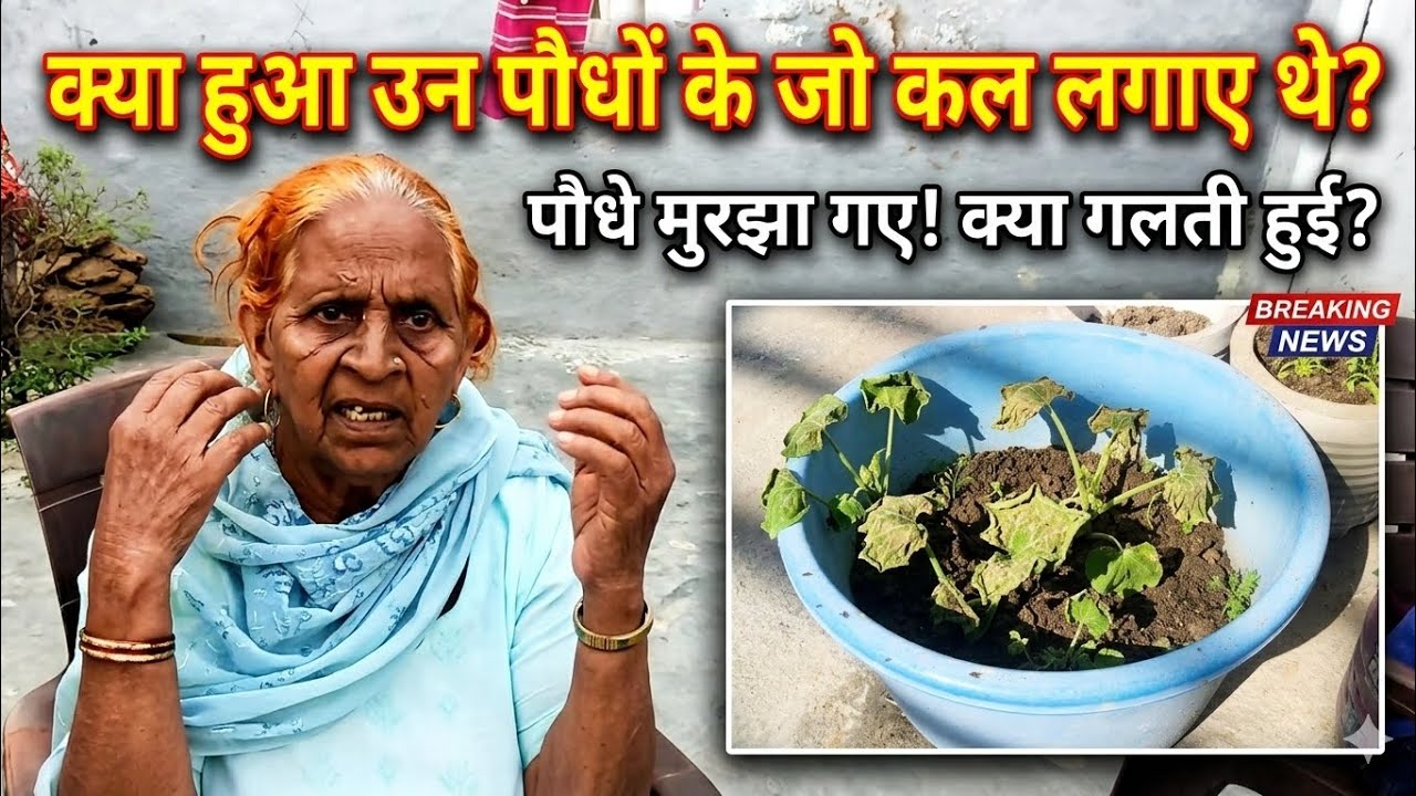 Kya huaa aun pado ke jo kal lagye tha.. 🤔