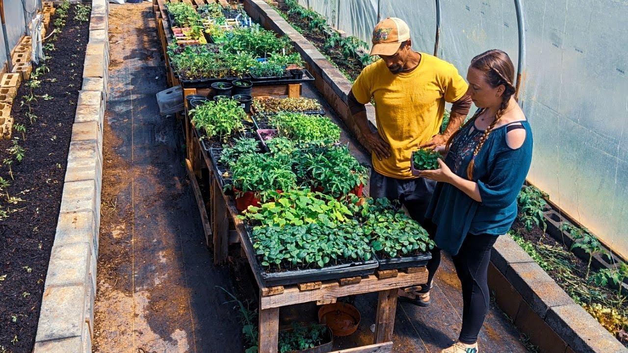SECRET TECHNIQUE to GROWING MORE TOMATOES in a Greenhouse
