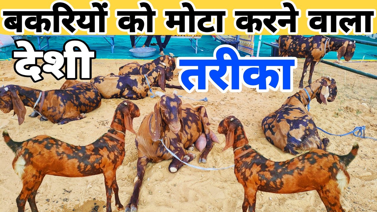 बकरियों को मोटा करने का देशी नागौरी तरीका 👍एक महीने में 10 kg वजन how to ready heavy weight #goat