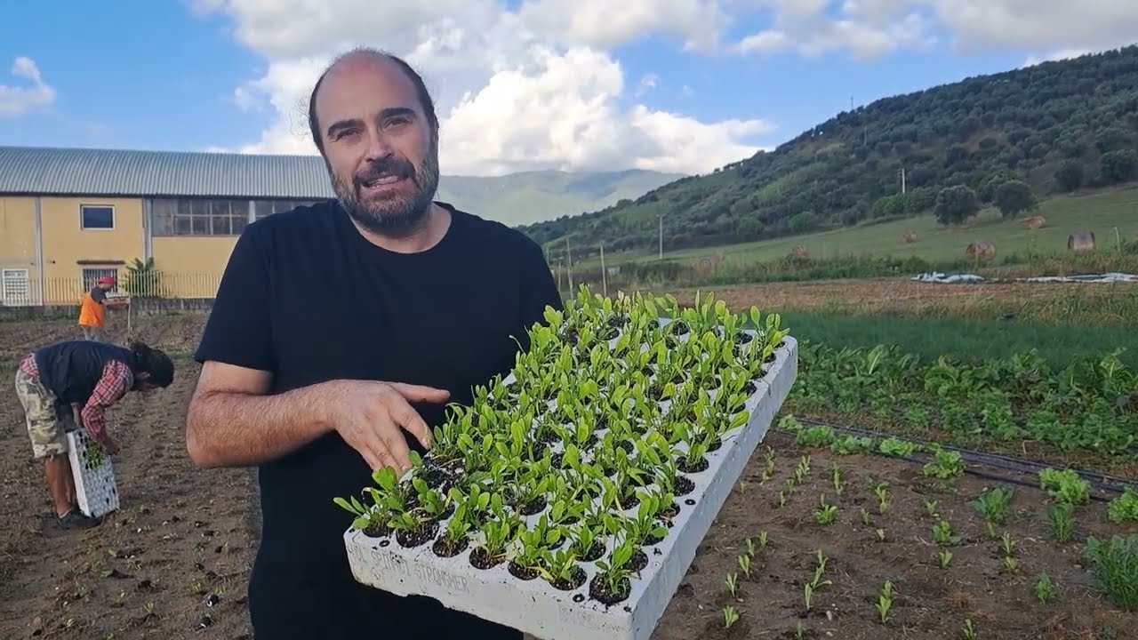 Come piantare e coltivare gli spinaci nell’orto
