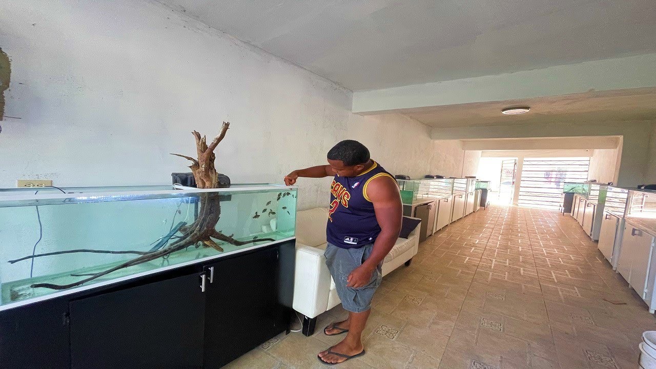 Por esto los peces Oscar están grandes