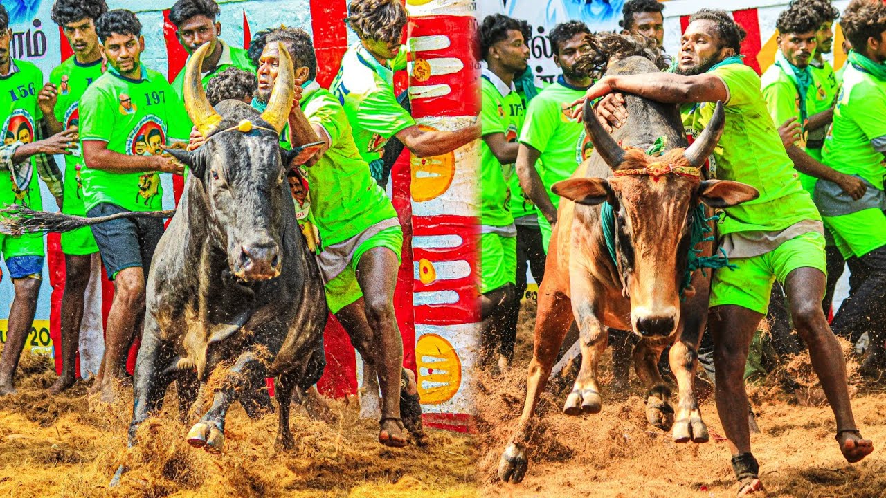 அலங்காநல்லூர் ஜல்லிக்கட்டில் 19 காளைகளை அடக்கி முதல் பரிசு கார் வென்ற கருப்பாயூரணி கார்த்திக்...