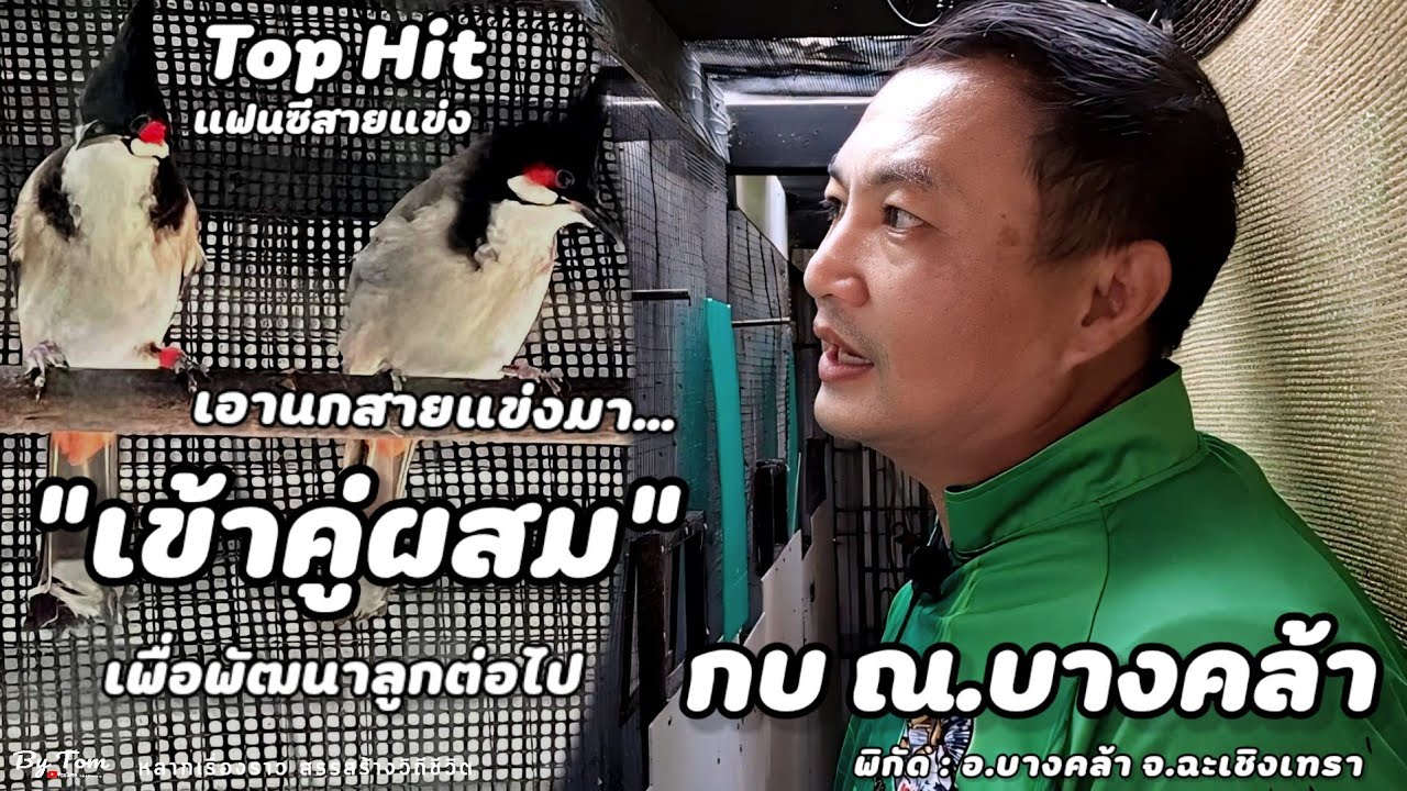 บุกฟาร์ม | นกกรงหัวจุกแฟนซี(พี่กบ ณ.บางคล้า)นำนกที่ได้รางวัลพระราชทาน มาเข้าคู่ผสมเพื่อพัฒนาลูกต่อไป