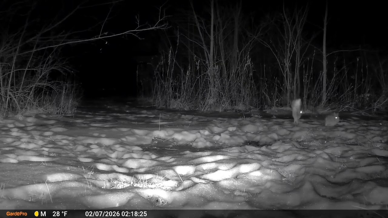 Deer Cam Rabbits Playing In Snow 02-07-2026 Game Cam Trail Camera 