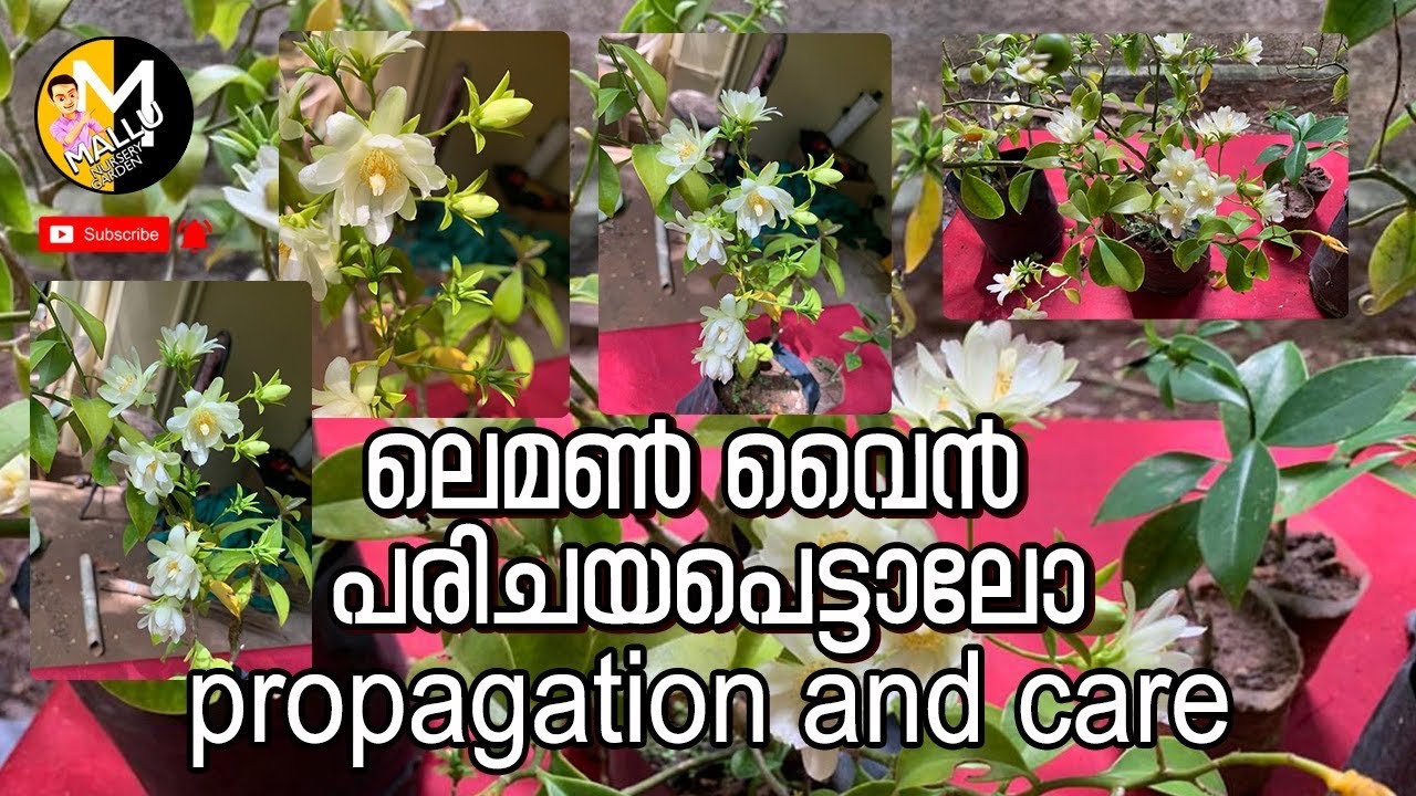 ലെമൺ വൈൻ പരിചയപെട്ടാലോ/ propagation and care