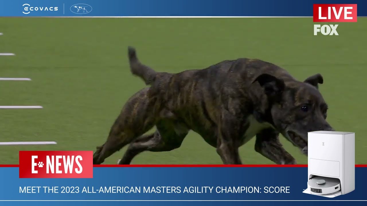 MEET THE 2023 ALL-AMERICAN MASTERS AGILITY CHAMPION: SCORE