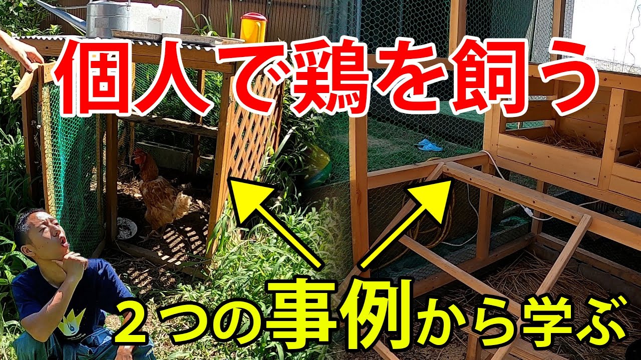 個人で鶏飼いたい方必見！個人宅２つの事例【自然卵養鶏】