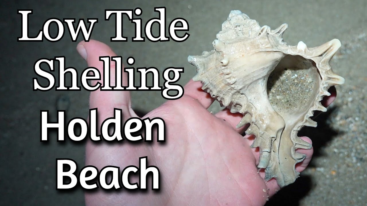 Finding Incredible Sea Shells at Holden Beach!