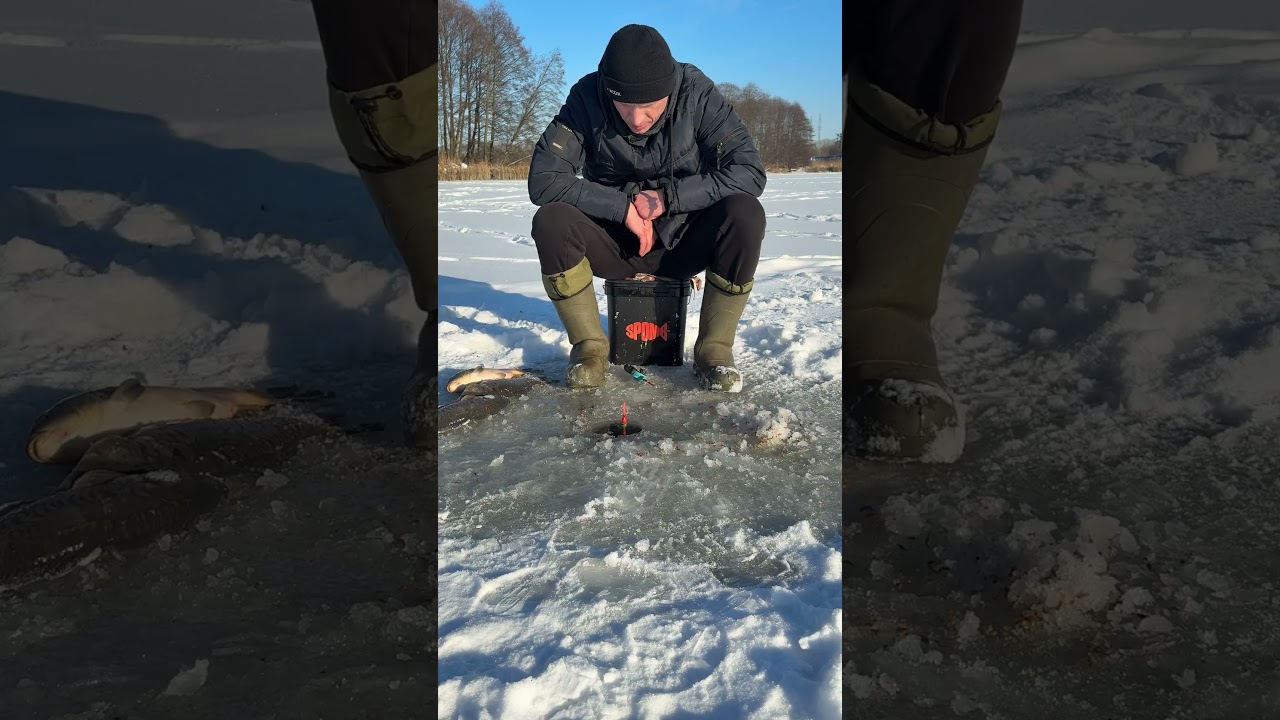 Eisangeln: Riesenkarpfen fangen #fishing #winter #carpfishin #carpfishing  #angeln #karpfen