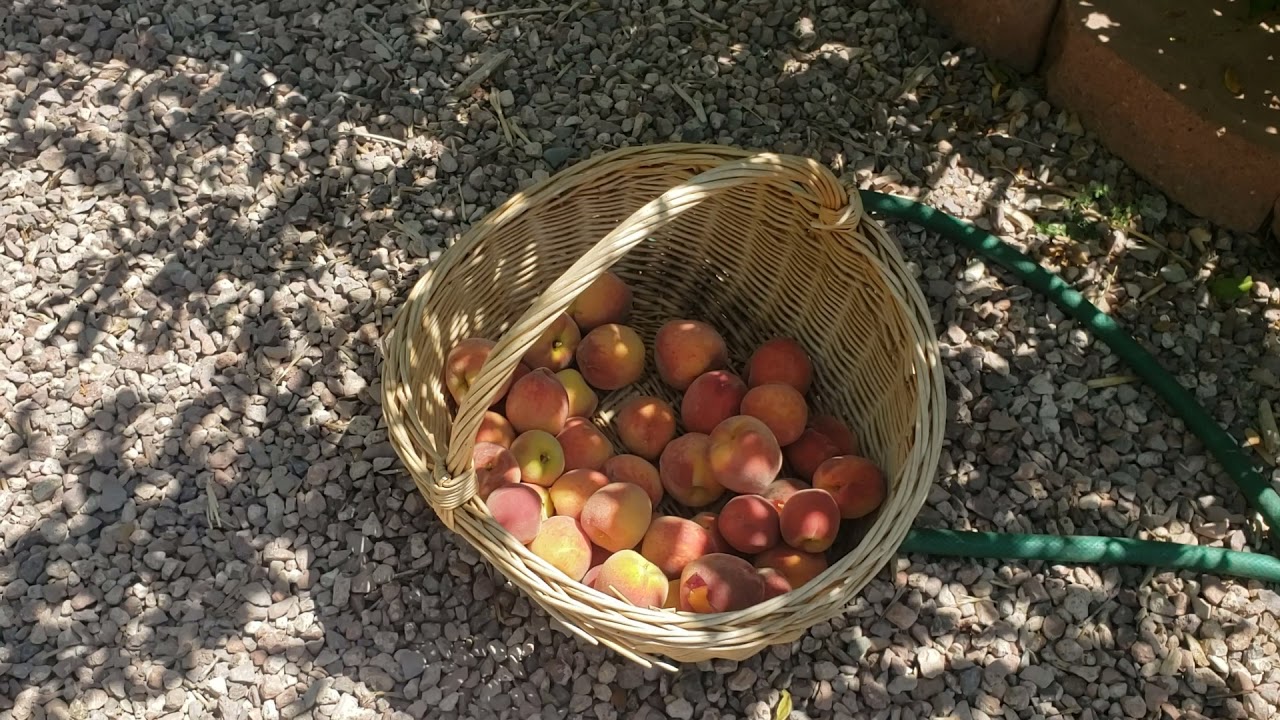 Growing Florida Prince peaches in the desert.