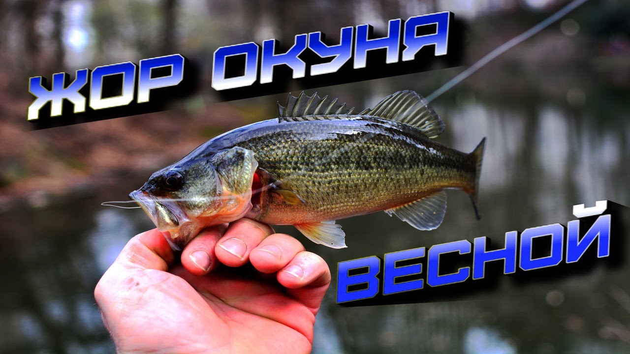 ЛОВЛЯ ОКУНЯ в НЕРЕСТ | ЖОР ОКУНЯ ВЕСНОЙ