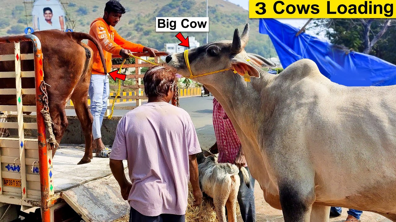 Cows Sold | Cows Load on Mini Truck | Transportation Video | How to Loading | Cows Loading Video