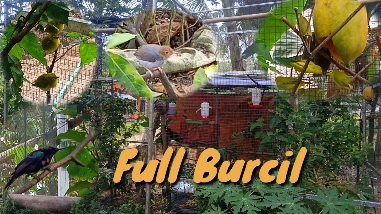 Si Kuning yang jadi primadona | kandang mini aviary burung kecil