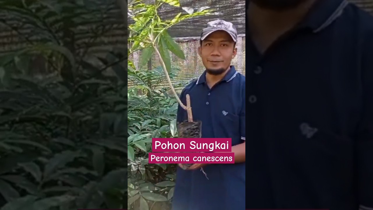 KUALUTAS KAYU SUNGKAI Perinema canescens #sungkai #hutan #borneo