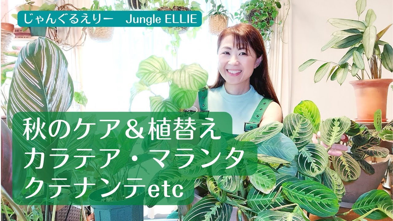 【秋のカラテアケア＆植替え】カラテア、マランタ、クテナンテの秋にオススメの育て方、冬に向けてやっておくべきこと、植替え実践と最大の注意点について　[観葉植物]ー　Ep.78