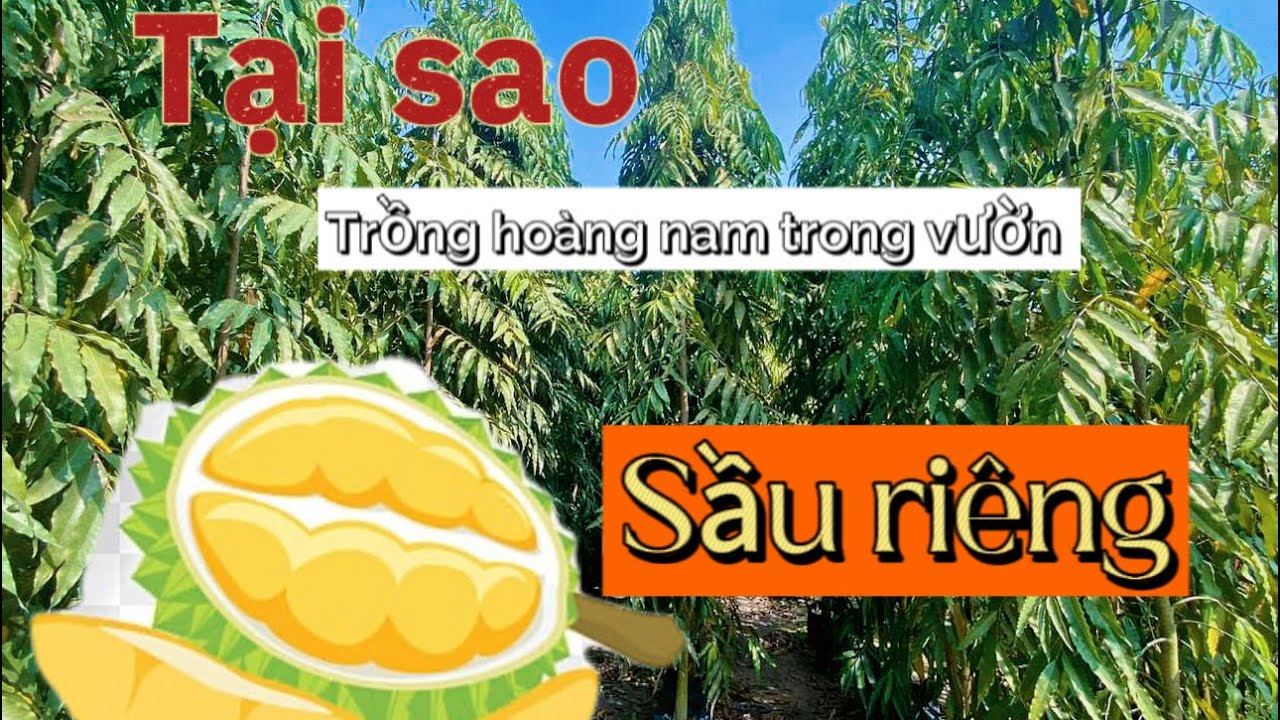 Trồng hoàng nam chắn gió cho sầu riêng | Cây giống Thông tre
