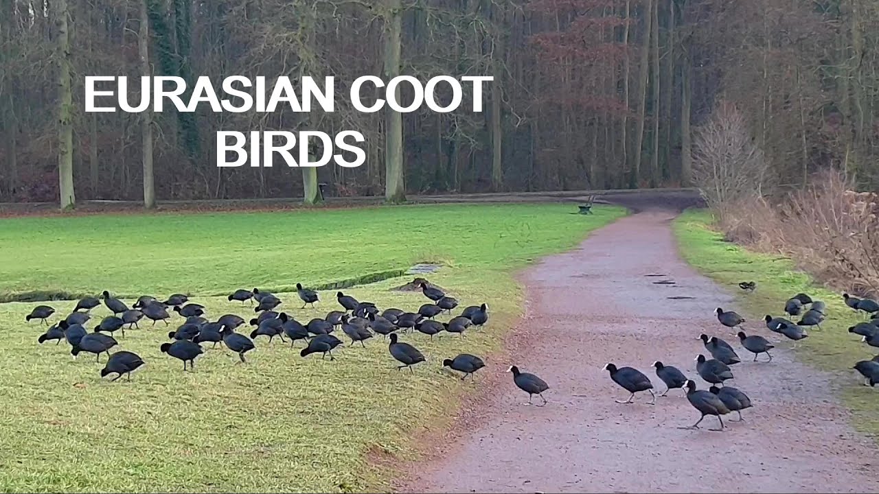 EURASIAN COOT BIRDS