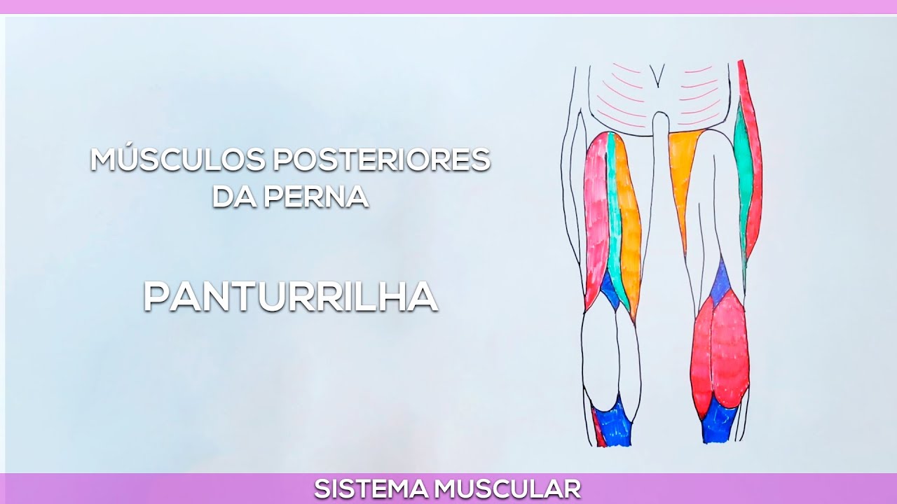 Músculos posteriores da perna: Panturrilha