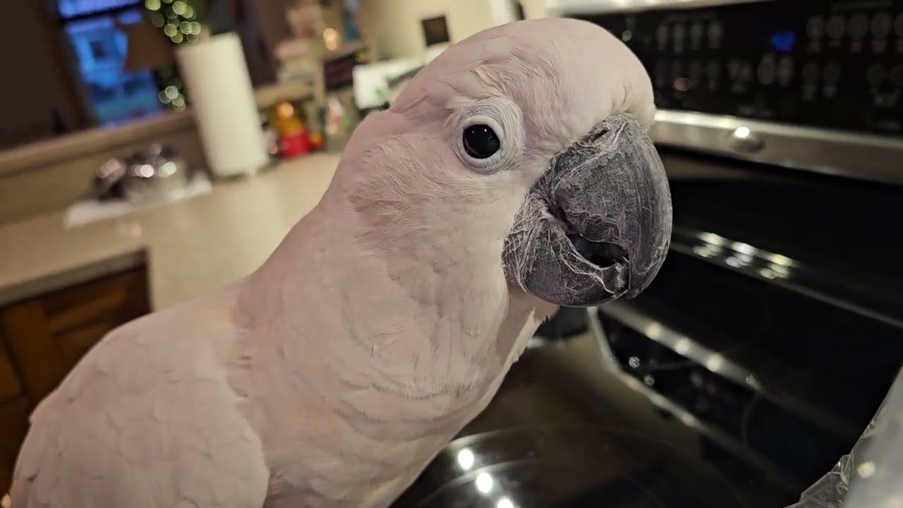 Cockatoo Wants To Help Bake Cookies